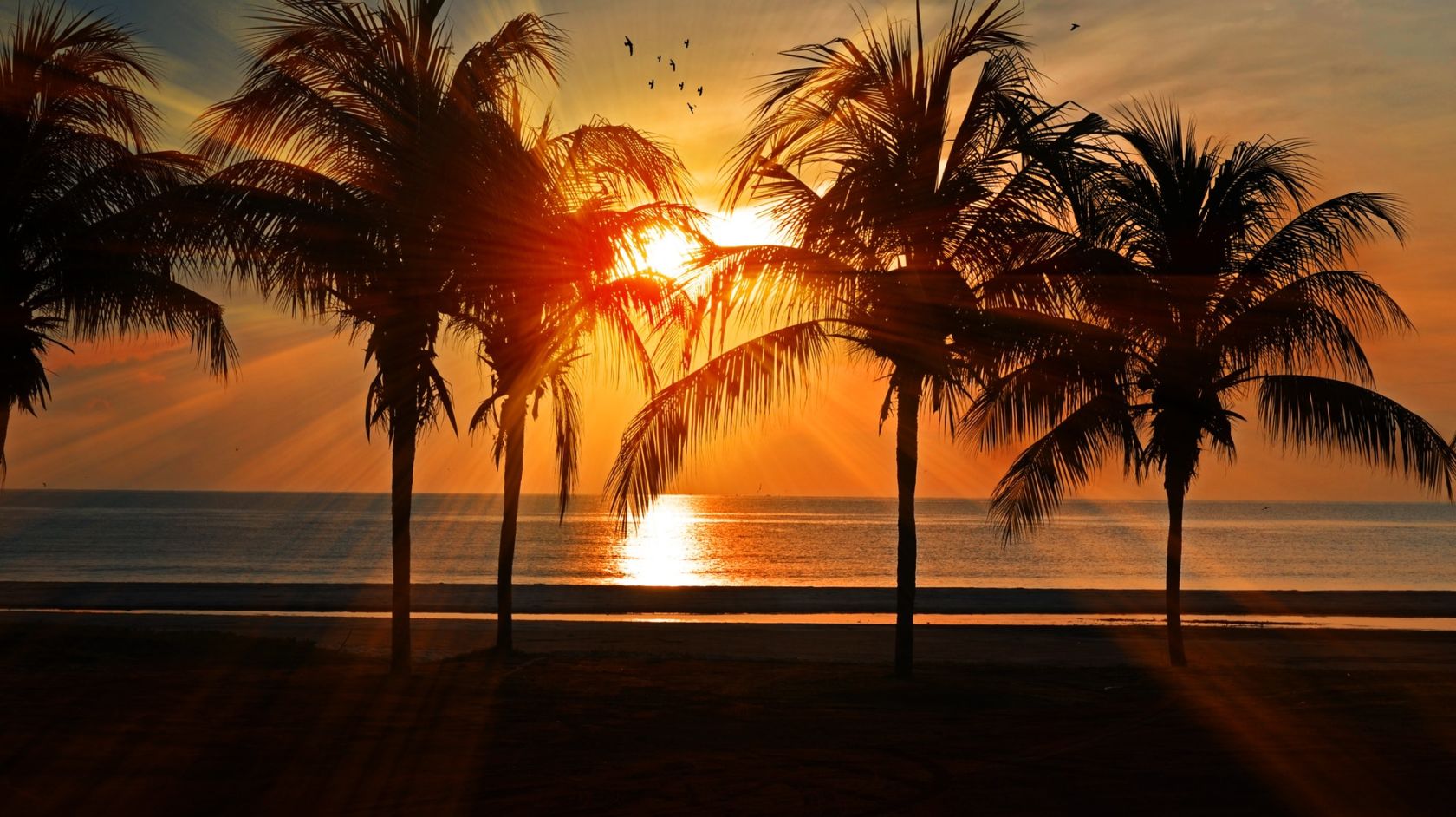 A Palm Tree In Front Of A Sunset