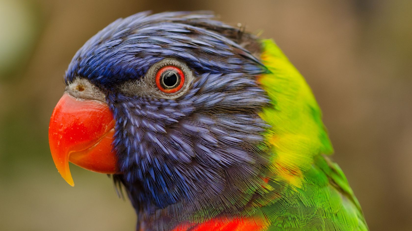 A Colorful Bird Perched On Top Of A Parrot